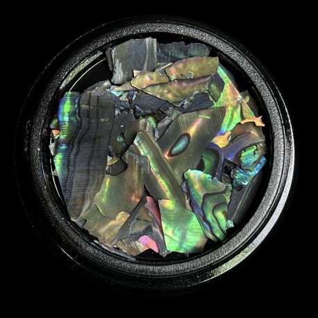 MAGPIE Shells | GREY