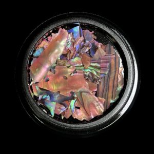 MAGPIE Shells | ORANGE