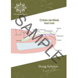 Cross section Nail Unit A4 Poster ENG 1