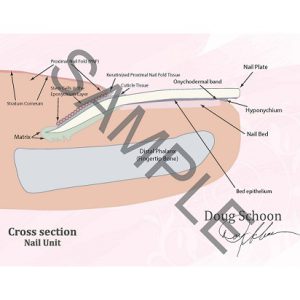 Cross section Nail Unit A4 Poster ENG 2